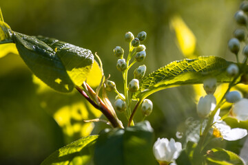 Prunus padus, Padus avium - bird cherry tree
