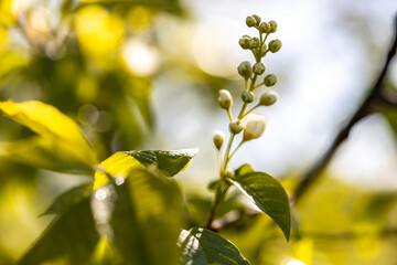 Prunus padus, Padus avium - bird cherry tree