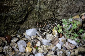 spotted toad sitting on the rocks next to the garden house