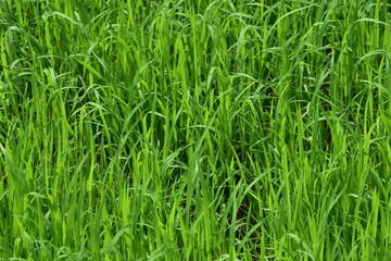 paddy field images
