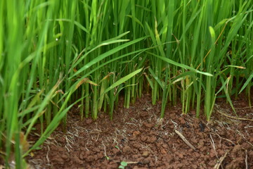 paddy field images