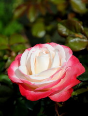 Close up of a pink and white rose in full bloom