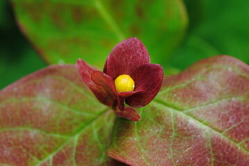 Close up of a yellow bud surrounded by purple leaves of Tutsan or Shrubby St. John's Wort or sweet-amber (Hypericum androsaemum)