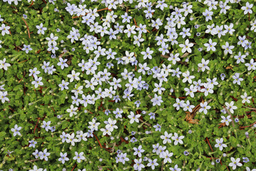 Obraz na płótnie Canvas Closeup of thick blue star creeper ground cover with small, light blue flowers and tiny, pointed green leaves