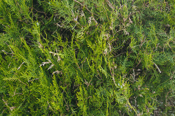 The texture of the green branches of thuja. Photography, concept.