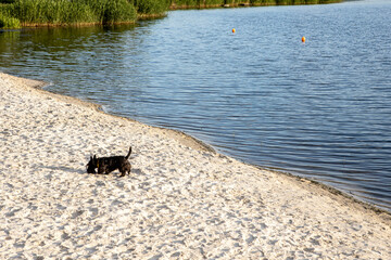 A small dog walks along the coastline on sand near water