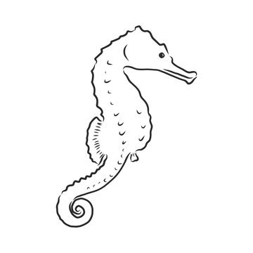 Vector illustration of a seahorse in the old-fashioned style and line-art style. seahorse, vector sketch illustration