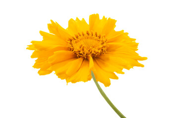 heliopsis flower isolated