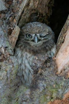 Beautiful Little owl (Athene noctua) winking in a hollow tree.  Closeup of an owl winking. Owl winks with one eye looking into the frame. Crazy funny bird winks.