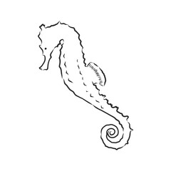 Vector illustration of a seahorse in the old-fashioned style and line-art style. seahorse, vector sketch illustration
