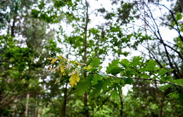 oak leaves with blur background