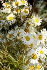 Obraz premium Meadow flower and graas bouquet. celebration of the midsummer holidays (Ligo) in Latvia. 