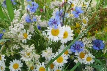 Meadow flower and graas bouquet. celebration of the midsummer holidays (Ligo) in Latvia.  