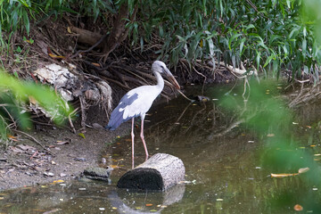 Bird searching for food by the river