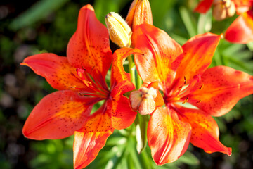 Orange Lily. Bright flowers in a flower bed in the evening sun.