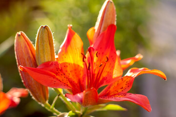 Fototapeta premium Orange Lily. Bright flowers in a flower bed in the evening sun.