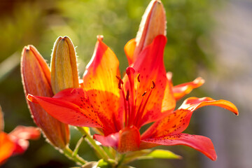 Orange Lily. Bright flowers in a flower bed in the evening sun.