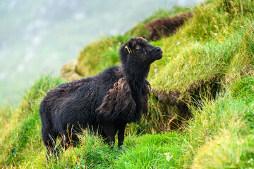 Faroe Island, Kingdom of Denmark