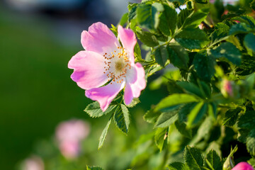Shrub rose hips. Blooming rosehip. Green shrub with the bright colors of the wild rose. Beautiful summer background.