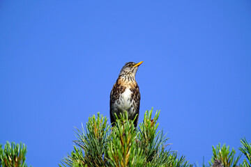 a fieldfare, turdus pilaris, perched on a swiss stone pine, pinus cembra, with a blue clear sky in the background