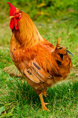 Faroe Island, Kingdom of Denmark