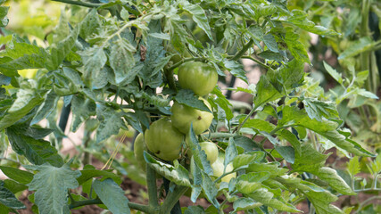 Pomodori verdi