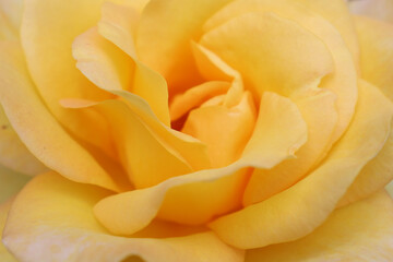 Closeup of peach-orange rose flower showing upright layering of petals