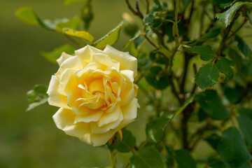 Beautiful yellow rose in full bloom. Outdoor flower garden.