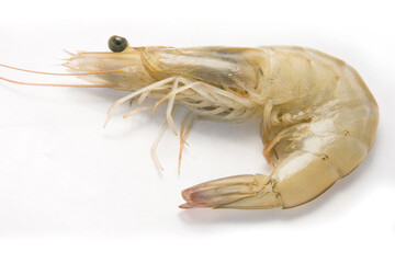  prawn isolated on white background