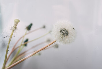 The dandelion and naked stems of dandelions on abstract background.