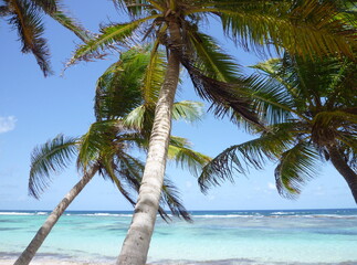 palm trees on the Capesterre beach on the Marie Galante Island in Guadeloupe (France), June
