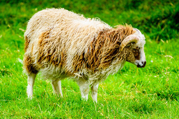 Faroe Island, Kingdom of Denmark