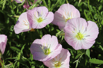 Closeup of sunlit, light pink siskiyou (evening primrose) flowers