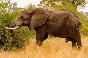 It's African elephant eats from the tree