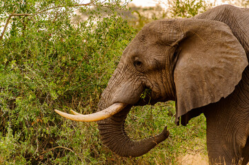 It's African elephant eats from the tree