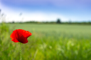 Wild red poppy flower on the field