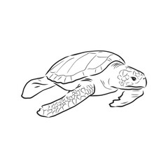 Graphical tortoise isolated on white background,vector illustration, tattoo animal . turtle, vector sketch illustration