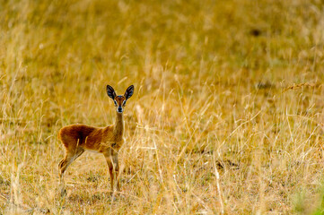 It's Little baby deer with incredible yes in savanna of Africa