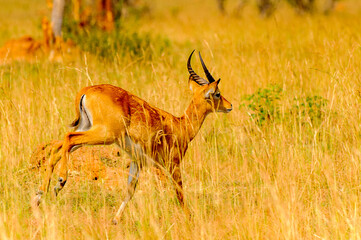 It's Antelope in Uganda, Africa