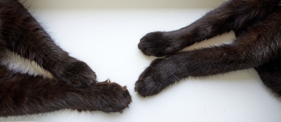 Obraz premium Front paws of two black cats. Concept for cooperation, union, likeness, unanimity, comradeship