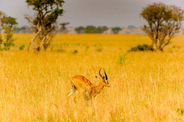 It's Antelope in Uganda, Africa