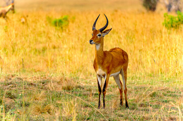 It's Antelope in Uganda, Africa