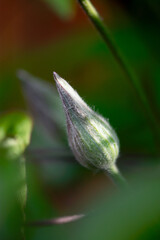 Fuzzy Clematis Bud
