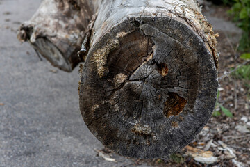 close-up photo of old cut round tree. Dry damaged wood