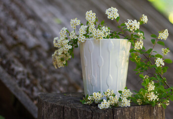 spring flowers in a pot
