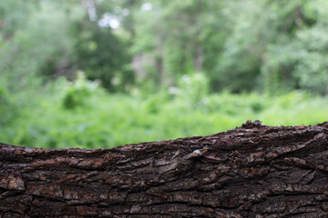 tree bark and moss