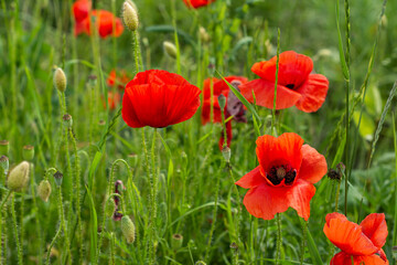 Summer landscape of poppies field