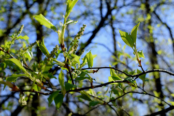 green leaves against blue sky