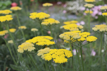Yellow platforms of yarrow flowers amid field of green