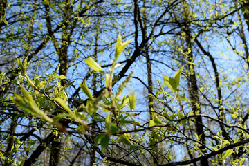 tree branches against blue sky